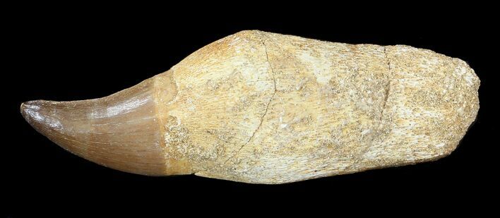Rooted Mosasaur (Eremiasaurus) Tooth #43155